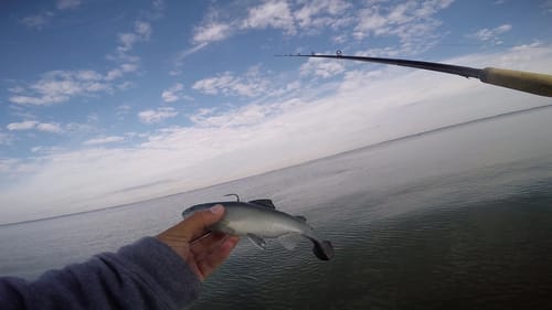 Searching for a Fish Worth $35,000
