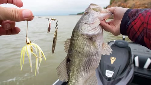Game Changing Fishing Tips for Spawning Bait Fish
