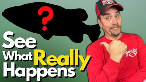 Summer Bass VANISH? - I'll SHOW You What Happened