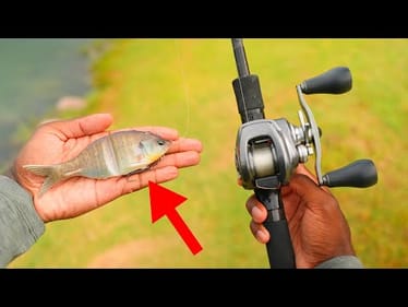 One Of My Best Days Pond Fishing With Big Swimbaits!