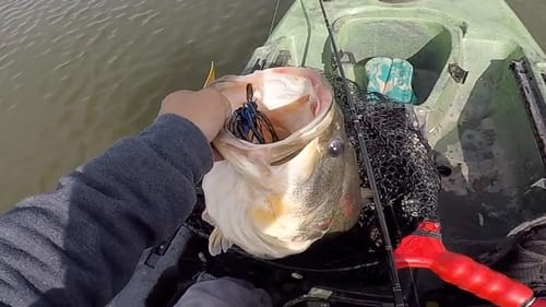 11lb bass on chatterbait