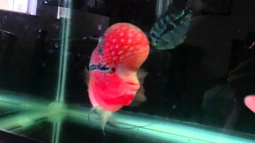 super red dragon X kamalaou