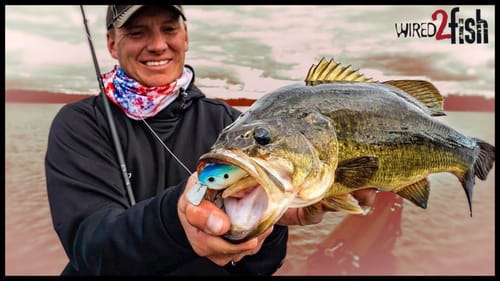 Squarebill Crankbait Basics for Bass Around Trees and Rock