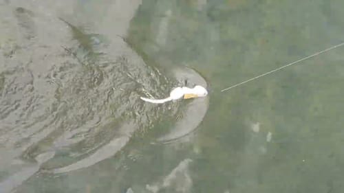 Swimbait Reviews: Detex Outdoors Clack Rat