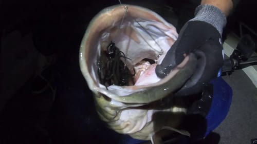 Things That Go Bump in the Night - Bassman Spinnerbaits and Big Cod Dreams Episode 6