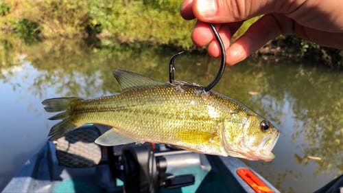 GIGANTIC Live Bait Catches MASSIVE New PB!!! - Old Town Sportsman 106 PDL