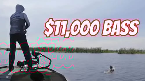 Okeechobee Bass Worth $11,000 - RAW FOOTAGE