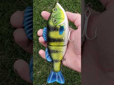 Peacock Bass Glide Short #shorts #lures
