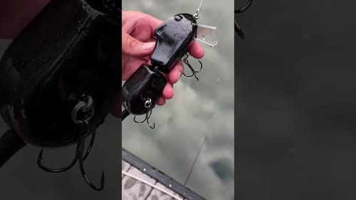 Swimbait Review: Sneaky Rat