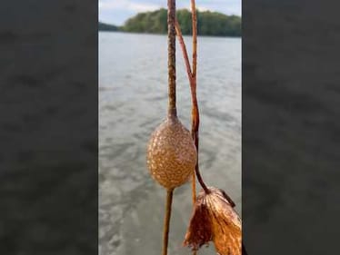 What In The World is That? 🤔
