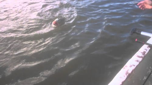 Huge bass on Senko
