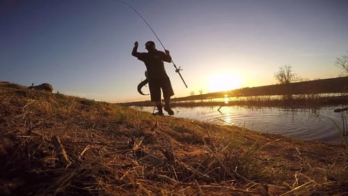 Sight Fishing with a Giant Bluegill Swimbait