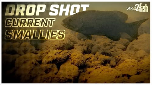 Drop Shot Rig for Smallmouth Bass in Current
