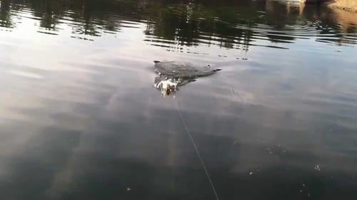 Mid-Winter Bass Fishing