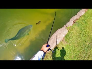 My bait got CRUSHED right at the bank…