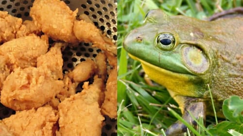 FROG Catch & Cook! Skinned, DEEP FRIED, and Tasty!