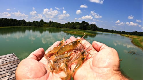 Adding 2000 Prawns to the 5 Acre Pond!