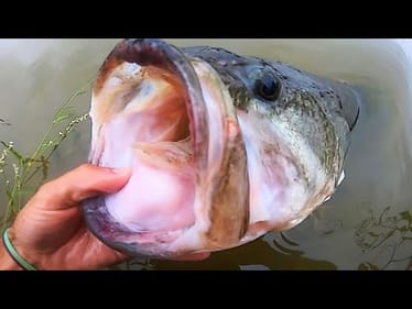 BASS of a LIFETIME in CITY POND!!