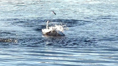 Topwater Blowups-The blitz