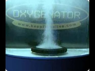 Keeping Bass Alive in Hot and Rough Water Conditions