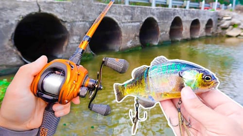 Catching GIANT Bass w/ BIG Swimbaits (Pond Fishing)