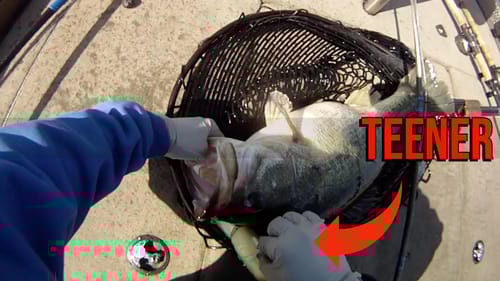 Teener Bass Caught With a Phone Between My Head and Shoulder