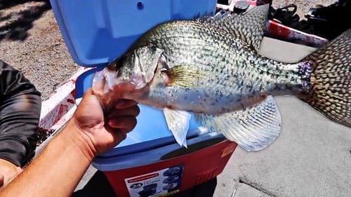 Catching BIG SLABS On Lake Guntersville! (Fishing With JIGS)
