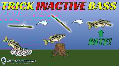 How To Fish a Neko Rig for Bass | Neko Rig Basics 101