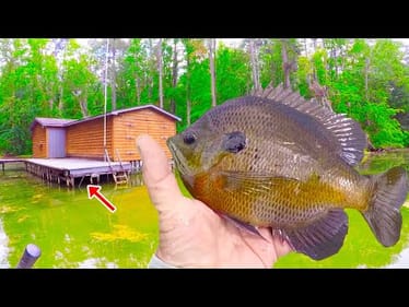 Simple & Easy Way To Catch TONS Of Catfish In A Lake