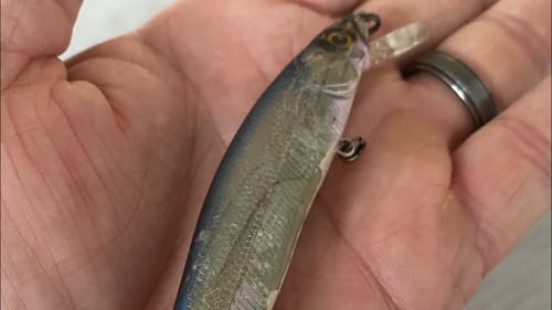 The Megabass Vision 110 Jerkbait...How It Was Born