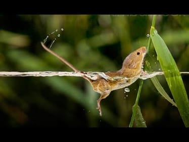 Giant Bass Eats a Mouse. Top Water Bass Fishing with a Field Mouse.