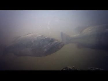 GoPro Underwater Video of Spawing Bass. Spring Bass Fishing Tips.