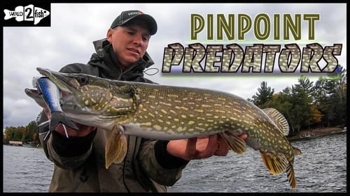 Targeting Fall Pike With Swimbaits (VLOG)