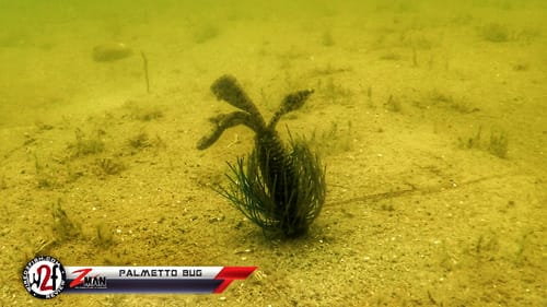 Z-Man Palmetto Bug Underwater Video