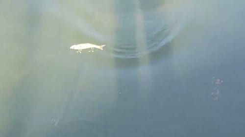 Swimbait Review: Taddo Designs 7" Eon Glide