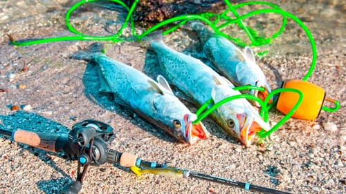 catch and cook SEA TROUT - caught from INSIDE the water