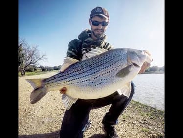 Fishing for big Hybrid Striped bass (Wiper)