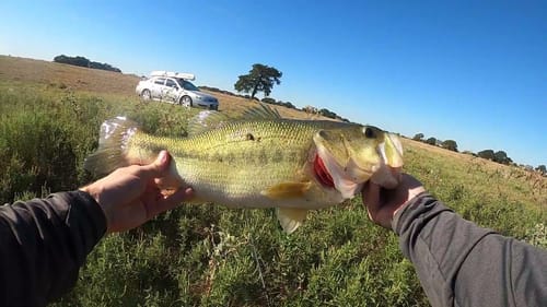 Back to the location of our very first video. Can Cameron catch another giant??