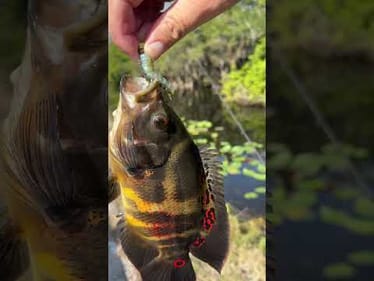 Big Oscar cichlid caught in Florida