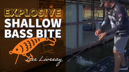 BASS DEVOURS Shallow Crankbait Plug (Seasonal Migration Junk Fishing Tips for Fall 2023)
