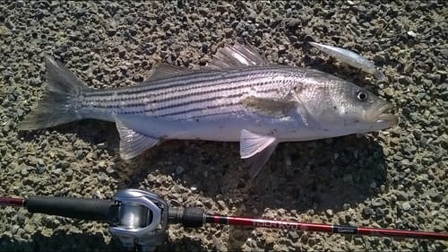 Striper Fishing Delta Mendota Canal