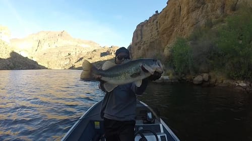 How I Got Into Throwing Big Swimbaits Part II - Summertime Urban Bass