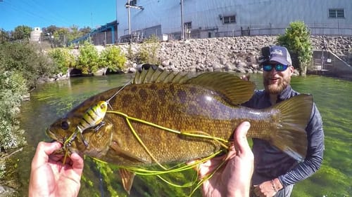 Ploppin' A Couple Pigs At The Smallmouth Factory