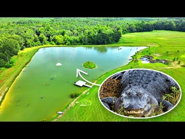 Alligators at the 5 Acre Pond!