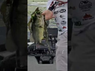 Schlapper upgrading with a 🐸