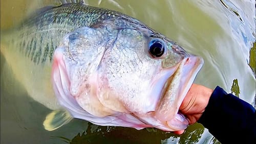 This is why you BASS FISH before a STORM!! (MONSTER)