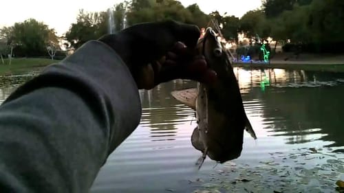 Catfishing Christmas Eve
