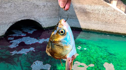 A MASSIVE Fish is Living in This CRYSTAL CLEAR Spillway!!!!