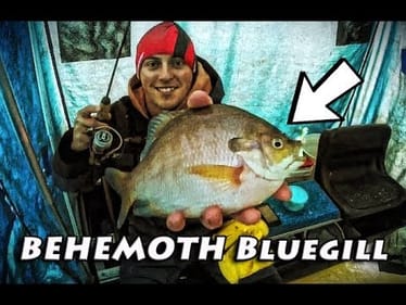 Ice Fishing For BEHEMOTH Bluegil!!