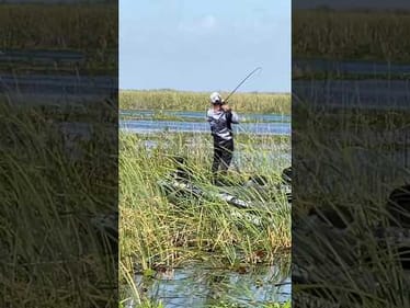 Flipping Bass MLF Lake Okeechobee #shorts #bassfishing #MLF
